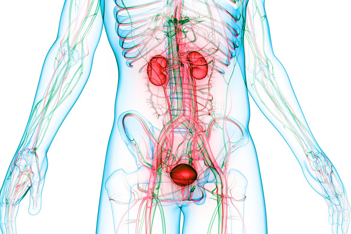 Anatomy-of-the-Urinary-System