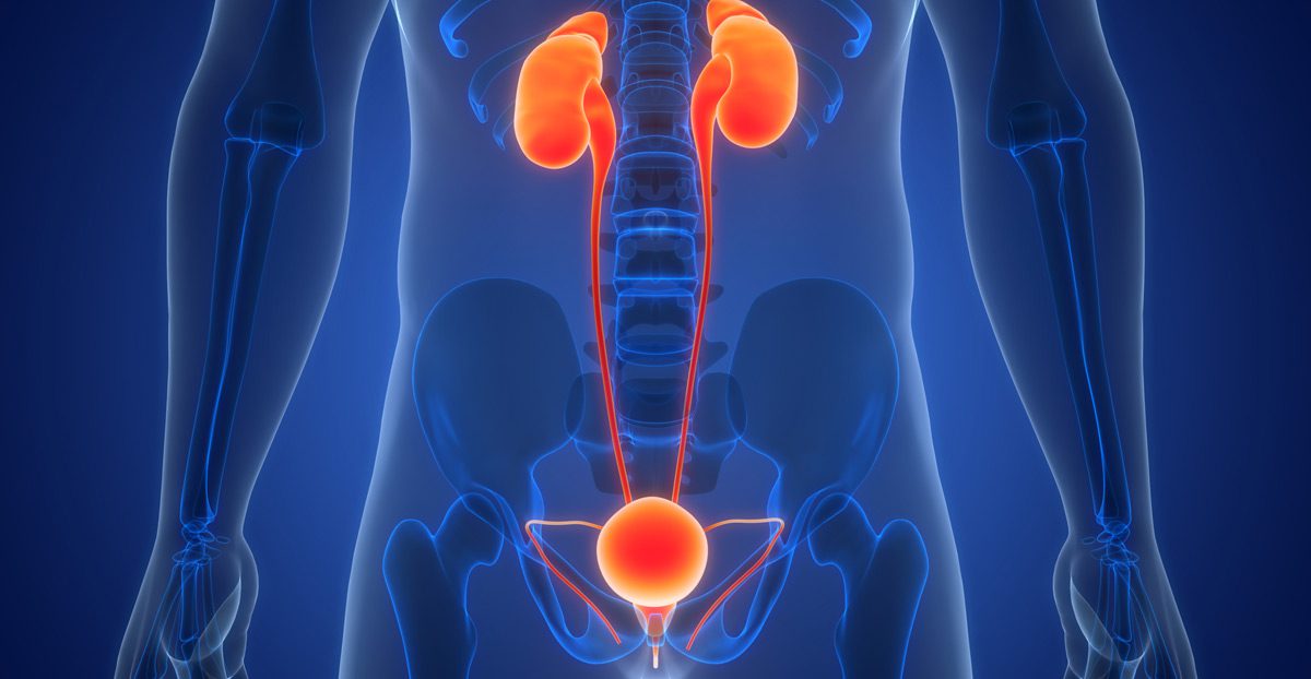 Illustration-of-human-urinary-system-showing-kidneys-and-bladder-anatomy