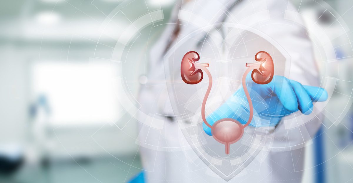 doctor with illustration concept of kidneys and bladder