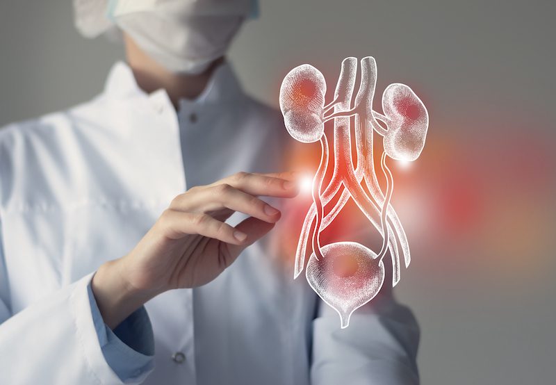 doctor with illustrative concept of urological system