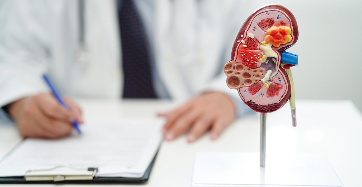 doctor writing with kidney model on desk doctor writing with kidney model on desk