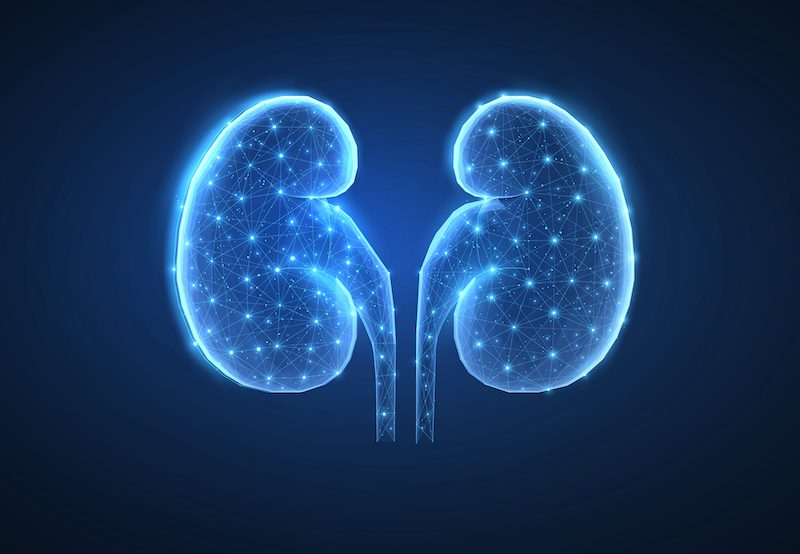 illustration concept of kidneys and ureters