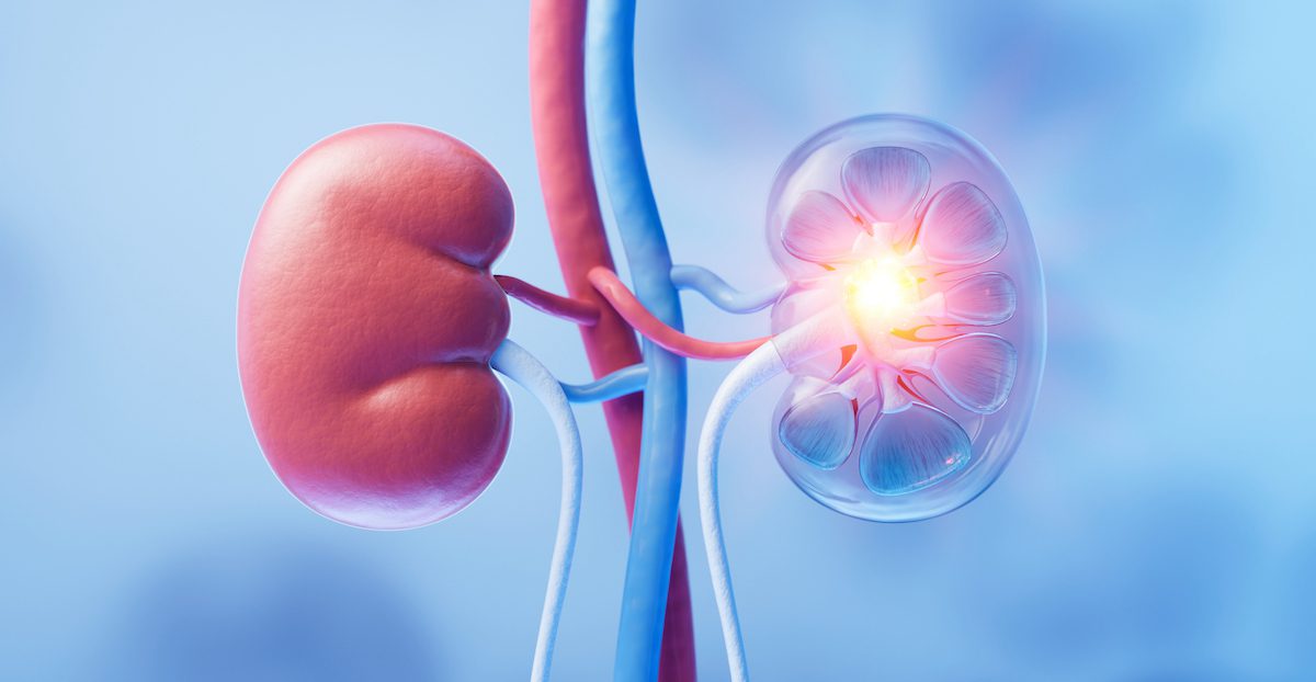 illustration depicting human kidneys
