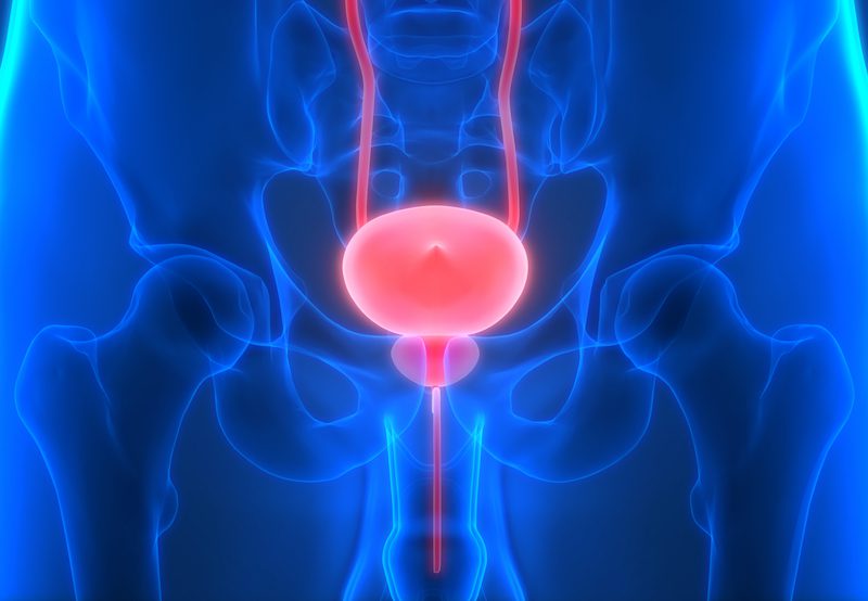 illustration of bladder and prostate