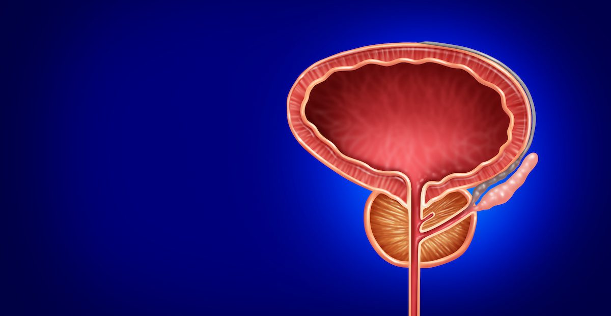 illustration of prostate gland and bladder